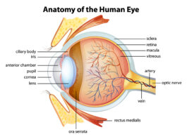 the eyeball
